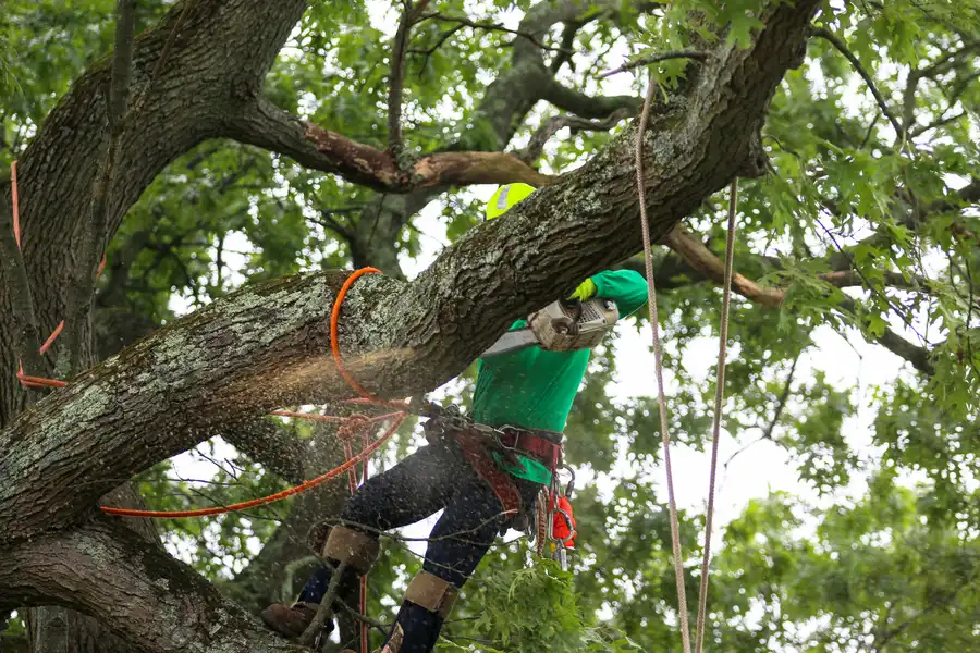 Reputable Tree Care Las Vegas, NV Reputable Tree Care Las Vegas, NV