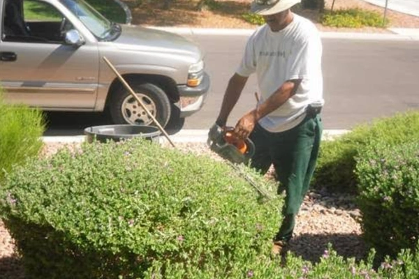 Shrub Trimming