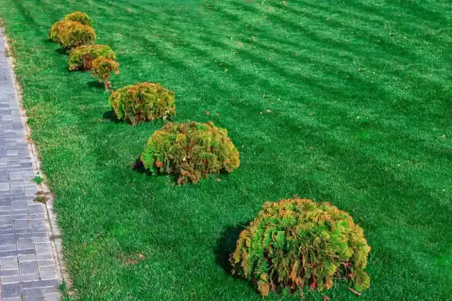 The Role Of Shrub Trimming In Landscape Aesthetics in Las Vegas, NV The Role Of Shrub Trimming In Landscape Aesthetics in Las Vegas, NV
