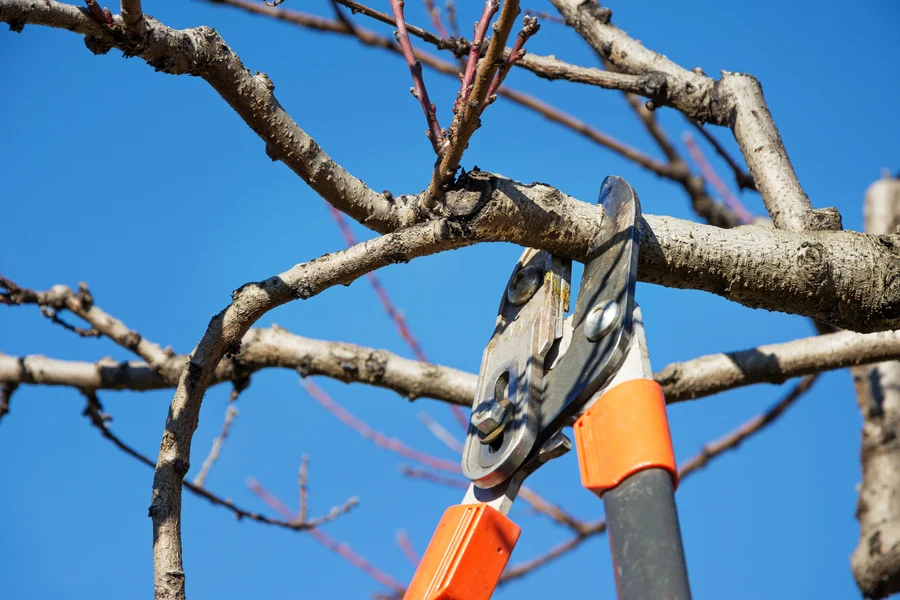 Why Tree Pruning Is Essential For Disease Prevention And Control Las Vegas, NV Why Tree Pruning Is Essential For Disease Prevention And Control Las Vegas, NV