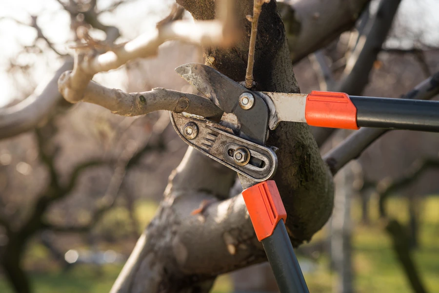 Why Tree Pruning Is Essential For Disease Prevention And Control in Las Vegas, NV Why Tree Pruning Is Essential For Disease Prevention And Control in Las Vegas, NV